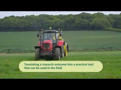 Rothamsted Research and Syngenta collaborate on wheat research