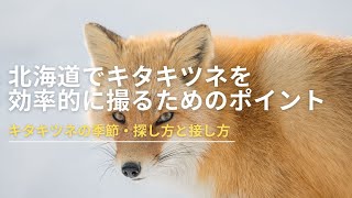 北海道でキタキツネを効率的に撮るためのポイント【北海道/美瑛】