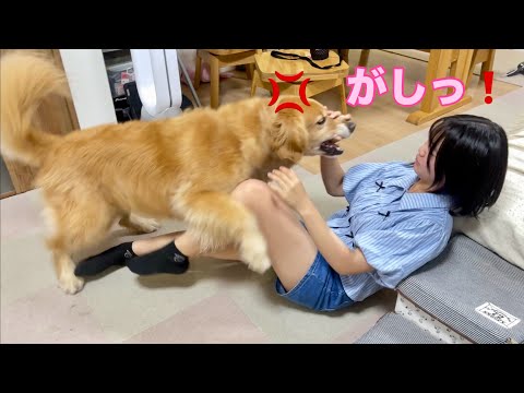 荒れ狂う大型犬を片手でサクッと制御する最強の姉【ゴールデンレトリバーとミニチュアダックスフンド】