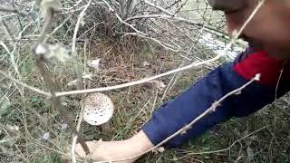 Toroslar'da "mor mantar" toplama zamanı