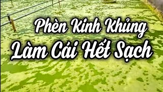 3 Cách Hạ Nước Phèn Hiệu Quả Tự Nhiên Để Nuôi Ốc Thành Công