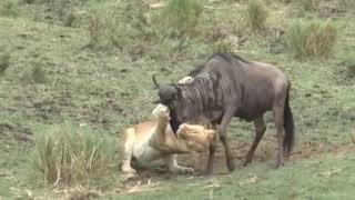 Brave Wildebeest Confront With Lion And Crocodie, The Suffering Of Gentle Herbivores
