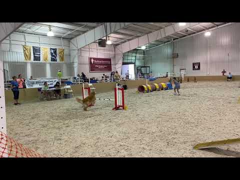 Kaylin / Vader - FAST - Dalmatian Specialty (6/23/21)