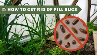 How to Get Rid of Pill Bugs