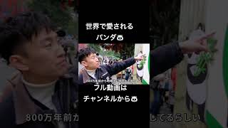 日本から消えたパンダ。帰国後の生活
