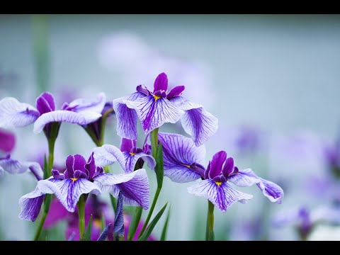 熱波の後にあなたの庭を救う天然肥料は何ですか?灼熱の夏のダメージを修復する6つのエリクサー  庭園