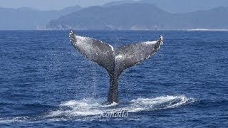 preview picture of video '奄美大島のザトウクジラ　ホエールウオッチング2月28日の一コマ'