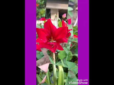 Thể hiện bởi Mỹ Huyền