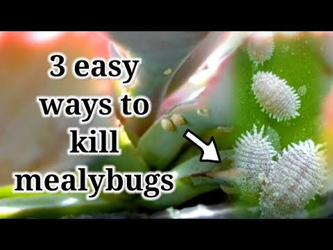 , title : 'How to remove and kill mealybugs || 3 easy ways you can do at home'