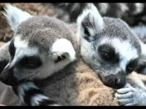 Shir La-Ahava Iajad -- Canción al amor "Juntos" (subtitulado en castellano)