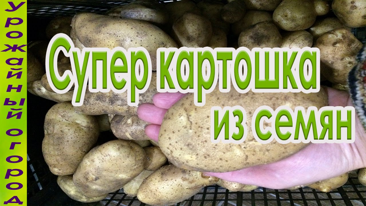 Супер урожай картофеля выращенного из семян #01
