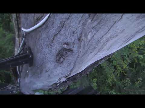 Djuma: Baboons getting ready for the night - 18:35 - 02/21/19