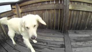 Golden Retriever dancing to the song "Jump"