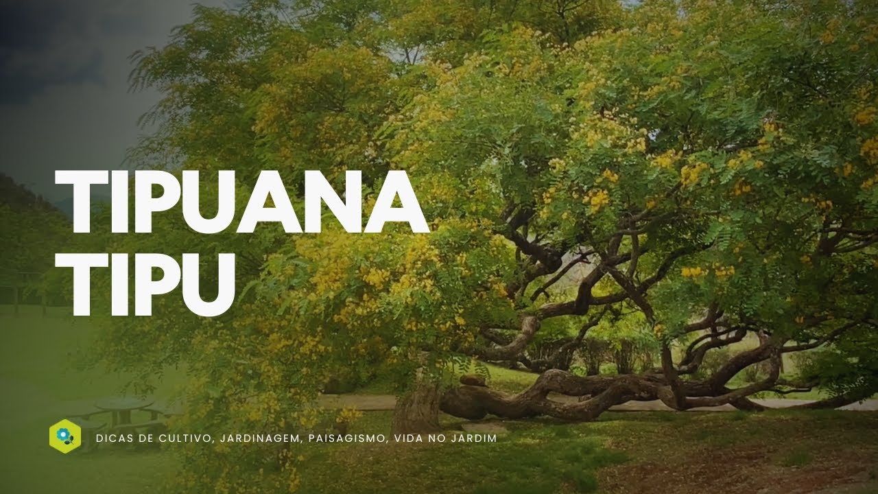 TIPUANA TIPU  - A GIGANTE SOMBREIRA que ENCANTA CIDADES