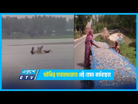 চলনবিলে মাছের উৎপাদন কমে যাওয়ায় শুটকির চাতাল গুলোতে নেই তেমন কর্মব্যস্ততা | ETV News
