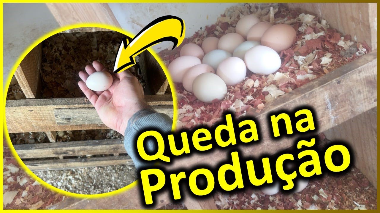 Queda na produção dos ovos caipiras: o que fazer para as galinhas voltarem a produzir