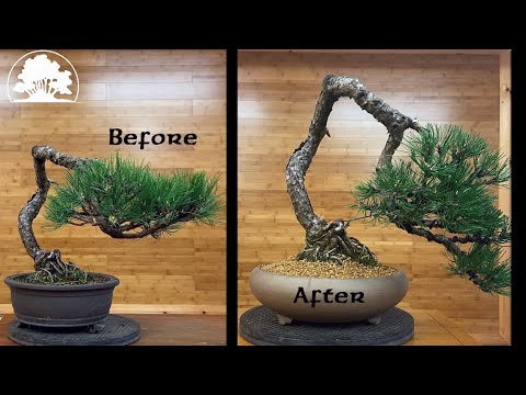 Pinus Nigra Restyle + Repot - Greenwood Bonsai