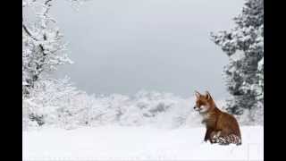 Your Ghost (Instrumental) - Jherek Bischoff