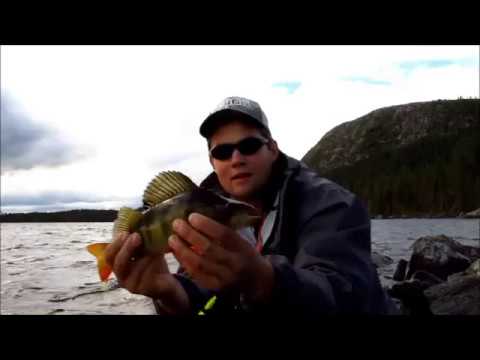 Kuinka kalastat Eumerin Spintubella