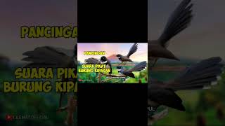 Download lagu Suara Pikat Burung Kipasan Sikatan. #shots #shortvideo #burungkipasan mp3