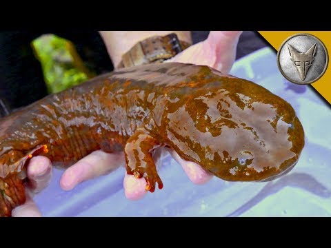 image-How big do hellbender salamanders get?