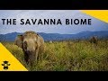 Savanna Grassland Biomes Of The World