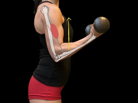 Elbow joint. Muscles and nerves