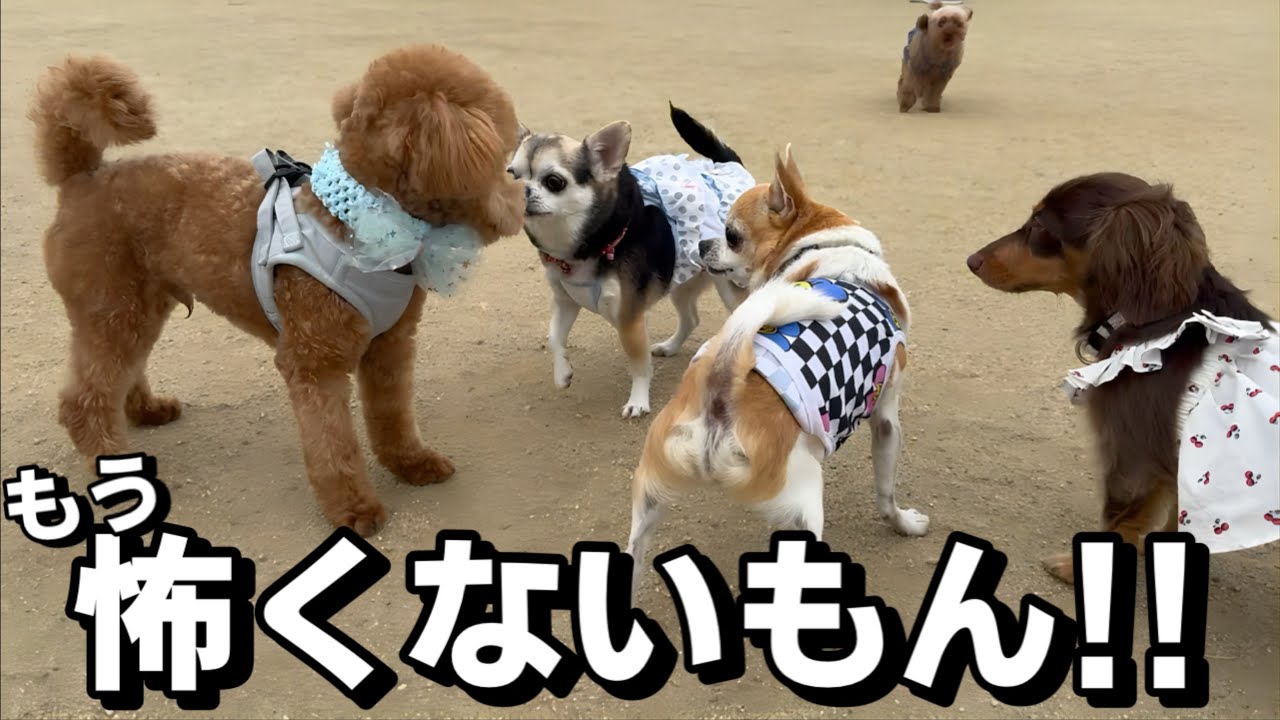 そっと側で見守りながら愛犬達の成長をつくづく感じる大好きになったドッグラン