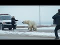 The Fatal Polar Bear Attack On Sarah Christensen