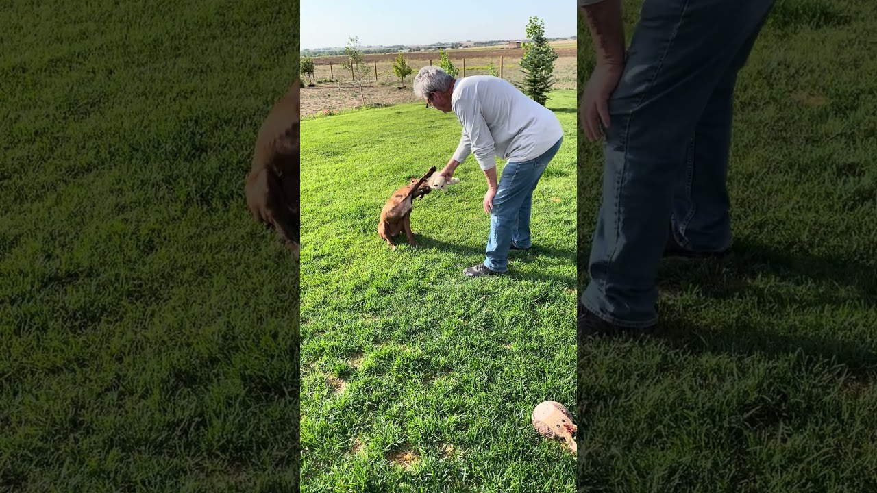 Enlarge Daisy, a Adopted mixed breed in Berthoud, CO video 4/5