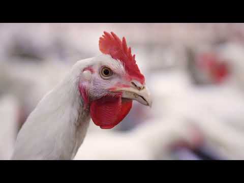 TENEN Fabrika hrane za životinje Čenej - 30 GODINA USPEHA