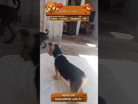 Vídeo de Apolo e nala