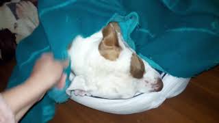 me deixa mimi humano chato