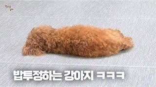 더운날 귀엽게 밥투정하는 강아지 ㅋㅋㅋ