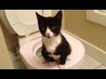 TuxedoTrio Cat Uses The Toilet