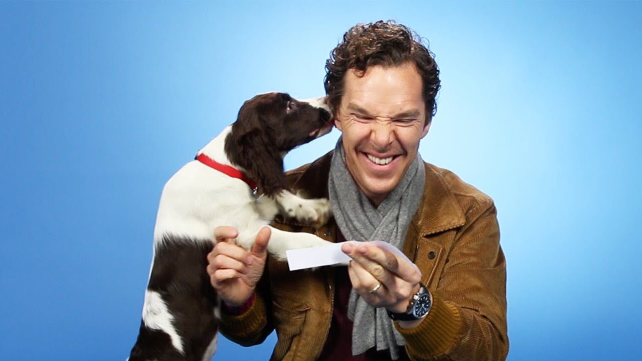 Benedict Cumberbatch Plays With Puppies While Answering Fan Questions