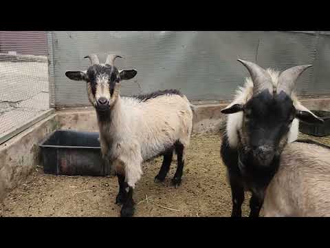 , title : 'Cameroon Dwarf goats - breeding trio'