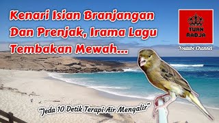 Download lagu Kenari isian branjangan dan prenjak, irama lagu tembakan mewah | jeda 10 detik terapi air mengalir mp3 Download lagu Kenari isian branjangan dan prenjak, irama lagu tembakan mewah | jeda 10 detik terapi air mengalir mp3