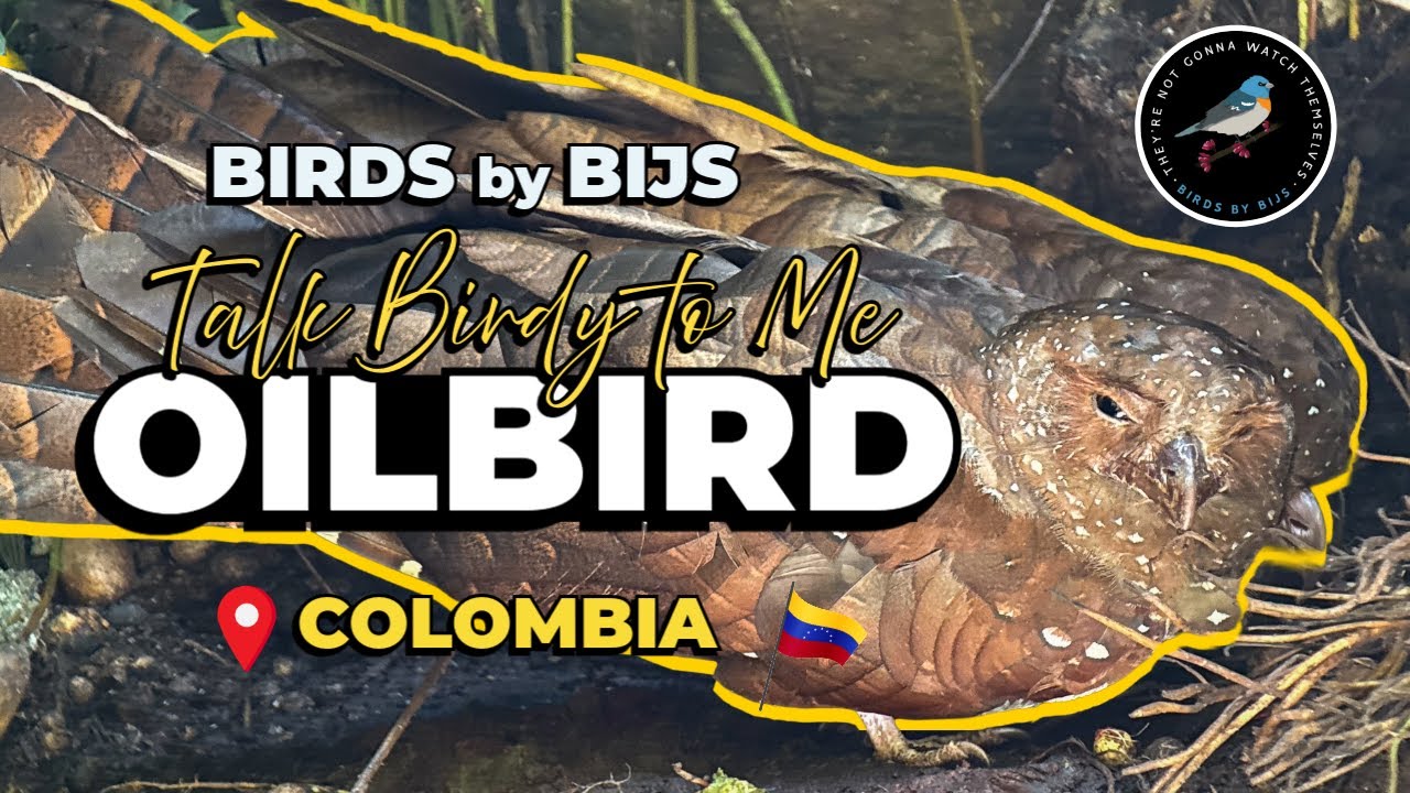 Oilbird - BIRDS by BIJS - Colombia Andes