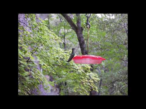 Magnificent hummingbird