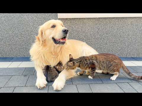 YouTube 썸네일