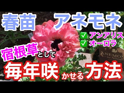 園芸 カーンのアネモネ、花屋のアネモネ
