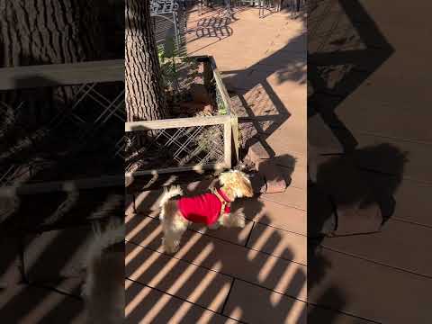 経営学科 トイプードル in ドッグラン #dog #puppy #トイプードル #子犬