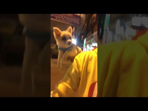 Летающий щенок