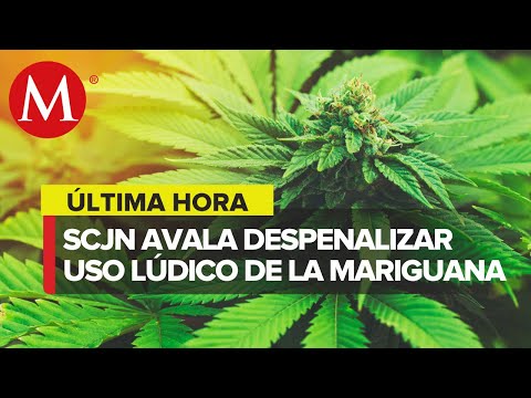 Corte avala despenalización de uso lúdico y recreativo de la mariguana