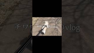チワワのドッグランvlog#犬#チワワ#犬のいる暮らし#vlog