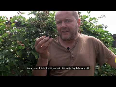 Vem vill inte äta egenodlade björnbär till frukost?