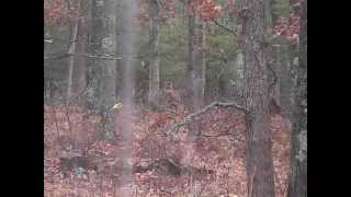 preview picture of video 'Northern Michigan Deer Hunting'