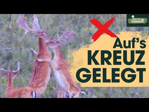 MOST people don't know this! What's different about fallow deer than red deer.