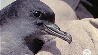 The Mutton Birds of Bass Strait (1956)